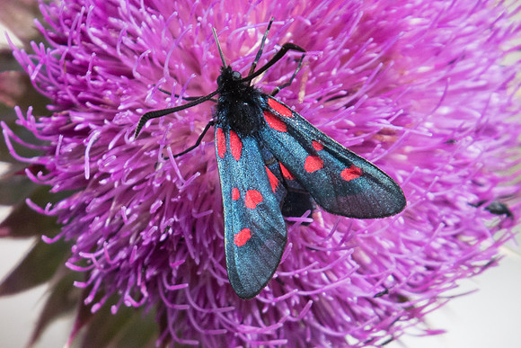 Zygaena lonicerae-6136 - Gréolières les neiges - 27/06/20