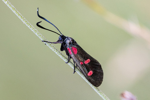 Zygaena lonicerae-5393 - Cipières - 5/07/20