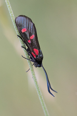 Zygaena lonicerae-5386 - Cipières - 5/07/20