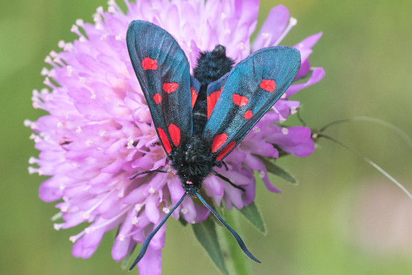 Zygaena lonicerae-5389 - Beuil - 7/07/21