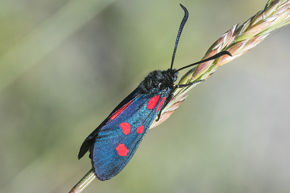 Zygaena lonicerae-4396 - Isola 2000 - 26/06/21