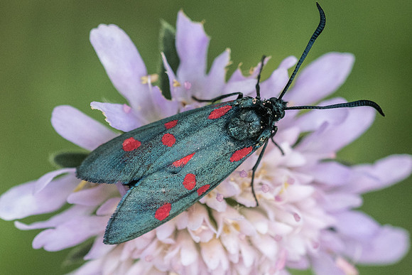 Zygaena lonicerae-2370 - Argentière la bessée - 3/07/21