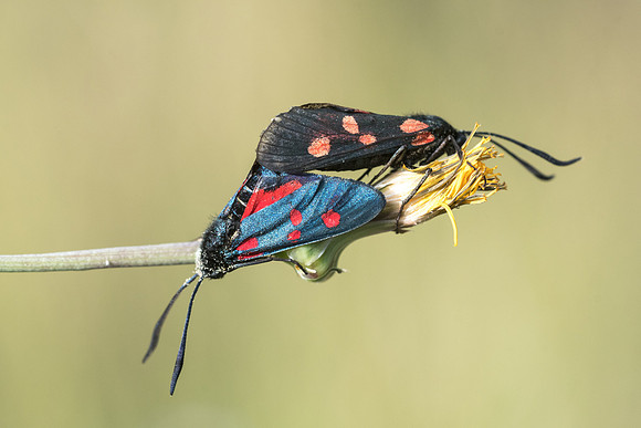 Zygaena lonicerae-6556 - Rimplas - 27/06/21