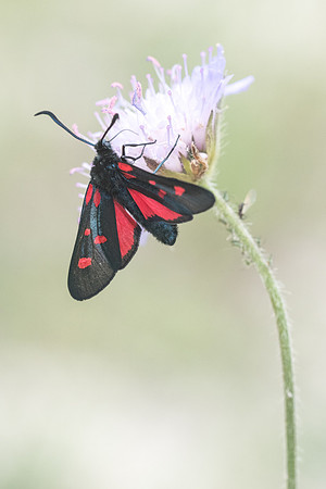 Zygaena lonicerae-2605 - Argentière la bessée - 3/07/21