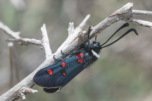 Zygaena lavandulae-6349 - Vence - 13/05/21