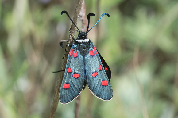 Zygaena lavandulae-9527 - Vence - 18/05/21