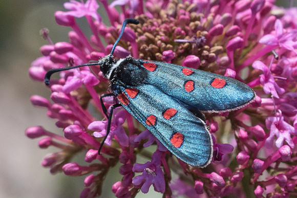 Zygaena lavandulae-9719 - Vence 18/05/21