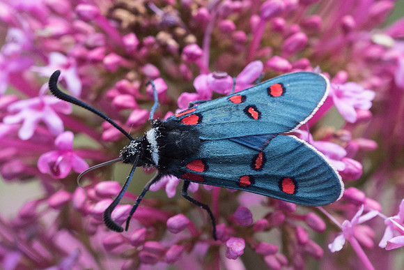 Zygaena lavandulae-9814 - Vence 18/05/21