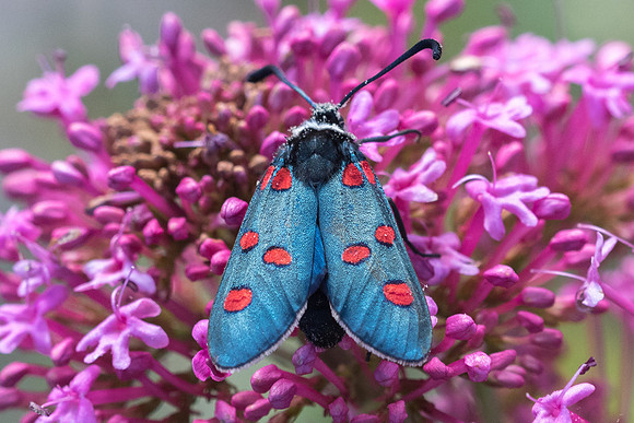 Zygaena lavandulae-9780 Vence - 18/05/21