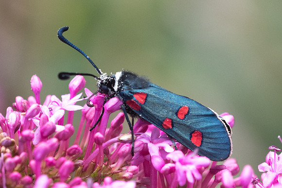 Zygaena lavandulae-9825 - Vence 18/05/21
