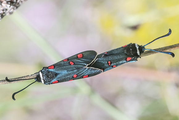 Zygaena lavandulae-9604 - Vence - 18/05/21