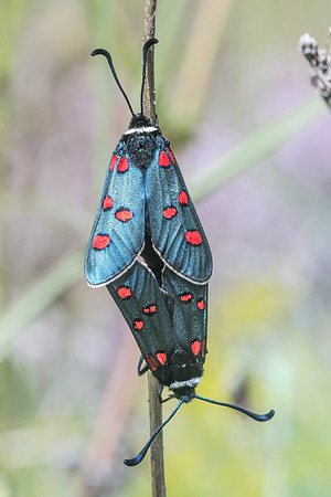 Zygaena lavandulae-9593 - Vence 18/05/21