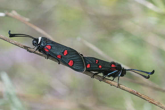 Zygaena lavandulae-9680 - Vence 18/05/21