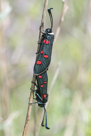 Zygaena lavandulae-9679 - Vence 18/05/21