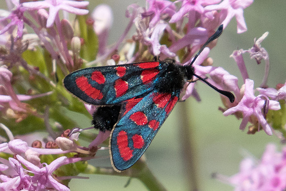 Zygaena carniolica--0109 - Le Monetier les bains - 17/07/22