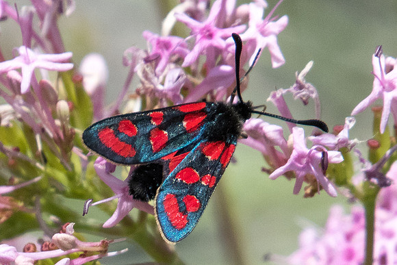 Zygaena carniolica -0110 - Le Monetier les bains - 17/07/22
