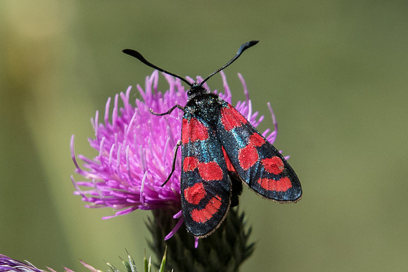 Zygaena carniolica - 0265 - Le Monetier les bains - 17/07/22