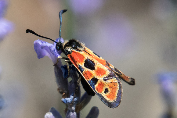 Zygaena hilaris-3627 - Argentière la bessée - 19/07/22