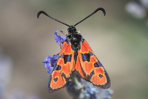 Zygaena hilaris-6576 - Argentière la bessée - 22/07/22