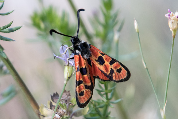 Zygaena hilaris-1506 - Rimplas - 29/06/20