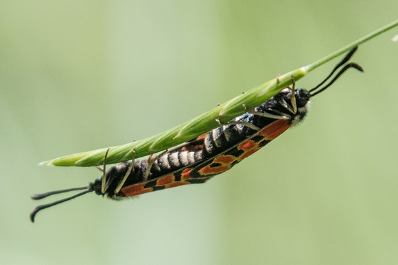 Zygaena hilaris-5213 - Digne les bains  - 4/07/20