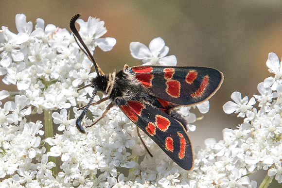 Zygaena carniolica-4338 - Argentière la bessée - 20/07/22