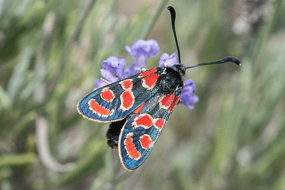 Zygaena carniolica - 3839 - Argentière la bessée - 19/07/22