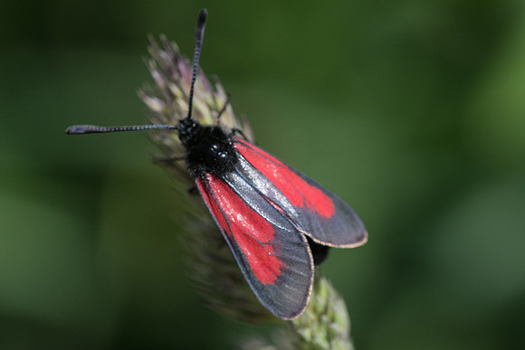 Zygaena brizae-7586 - Launes (Beuil) - 28/06/21