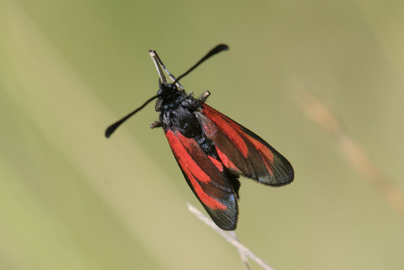 Zygaena erythrus-6011 - Cipieres - 5/07/20