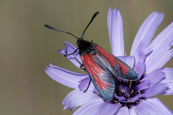 Zygaena erythrus-6047 - Cipières - 5/07/20