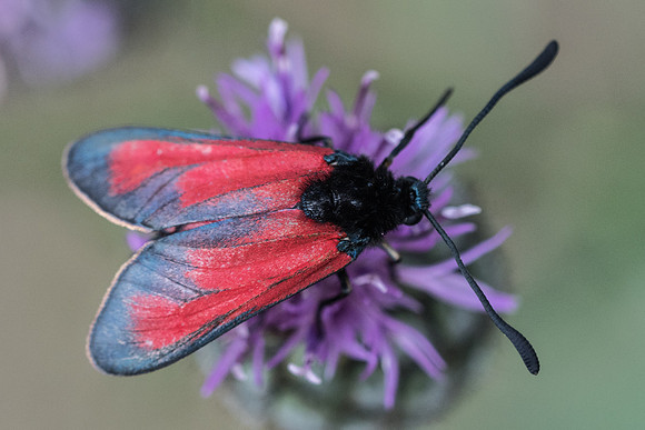 Zygaena erythrus id--4960 - Argentière la bessée - 20/07/22