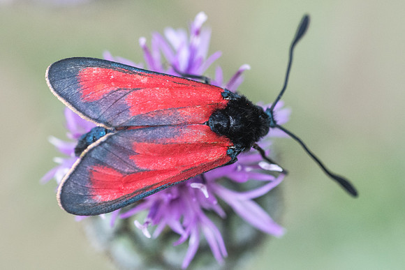 Zygaena erythrus id--4963 - Argentière la bessée - 20/07/22