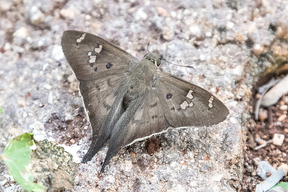 Polythrix asine-5306