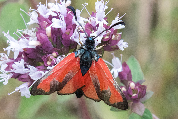 Zygaena erythrus-1883 - Sournia - 15/07/23