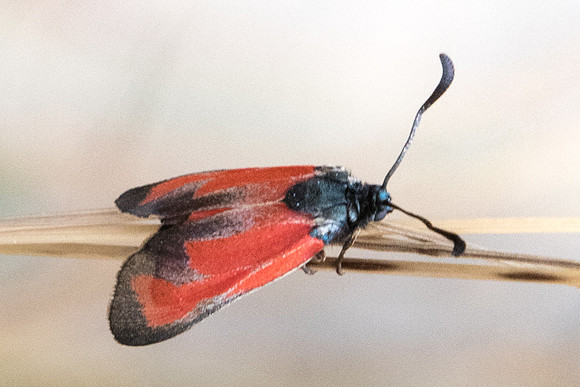 Zygaena erythrus-1878 - Sournia - 15/07/23