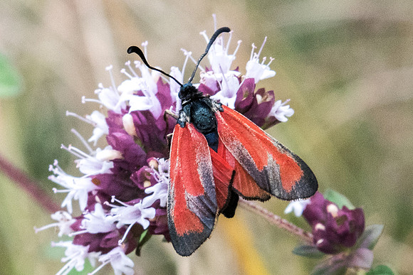 Zygaena erythrus-1886 - Sournia - 15/07/23