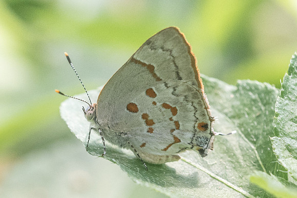 Tmolus echion-5165
