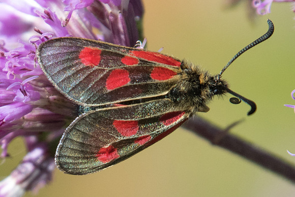Zygaena exulens id--5270 - Nevache - 21/07/2022