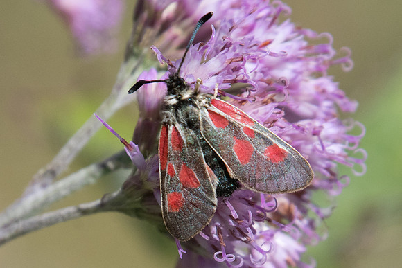 Zygaena exulans-5183 - Nevache - 21/07/22