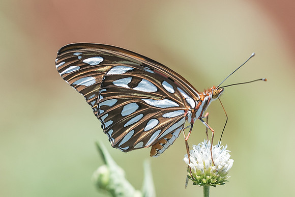 Agraulis vanillae incarnata-5118