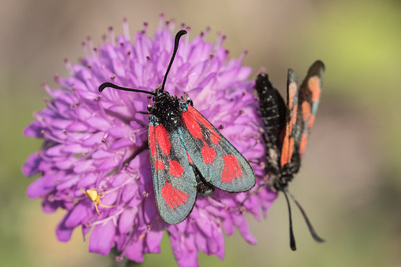 Zygaena loti-5472 - Rimplas - 26/06/21