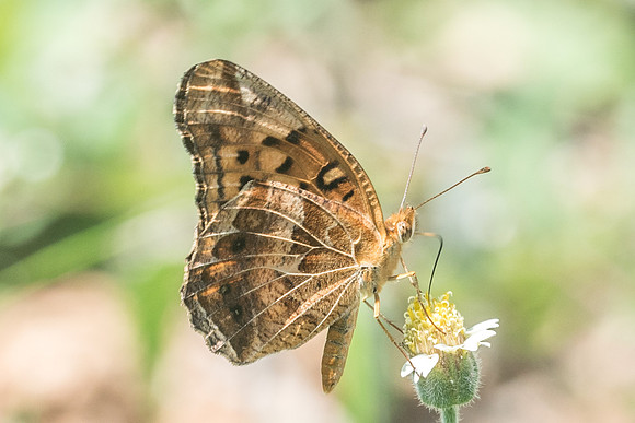 Euptoieta claudia-5064