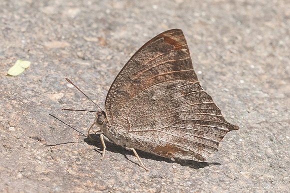 Anaea aidea-5051  - Uxmal - 3/06/18