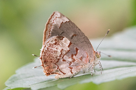 Ministrymon phrutus-5009