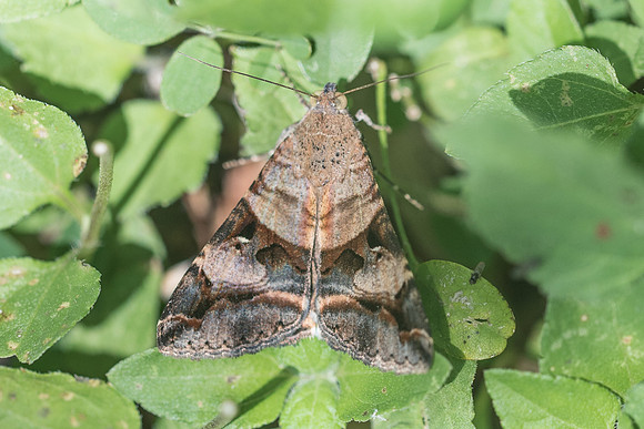 Melipotis indomita id?_4975