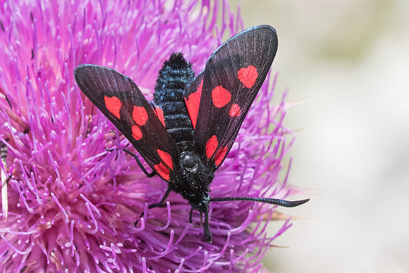 Zygaena trifolii-0399 - Gréolières les neiges - 27/06/20