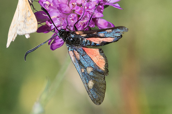 Zygaena trifolii-5935 - Cipières - 5/07/20