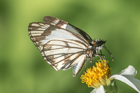 Heliopetes alana-4433