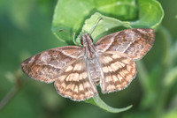Timochares trifasciata-4200