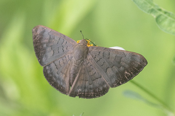 Emesis liodes-4143